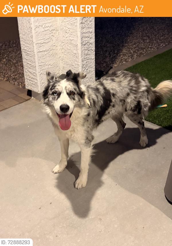 Found/Stray Female Dog last seen Verde trails , Avondale, AZ 85323