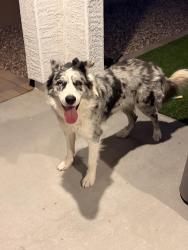 Found/Stray Female Dog last seen Verde trails , Avondale, AZ 85323