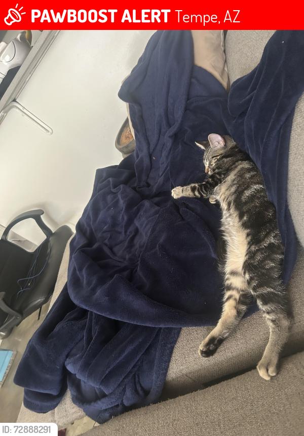 Lost Male Cat last seen In between Broadway and mill/college ave, Tempe, AZ 85282