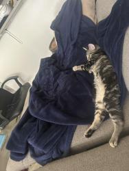 Lost Male Cat last seen In between Broadway and mill/college ave, Tempe, AZ 85282