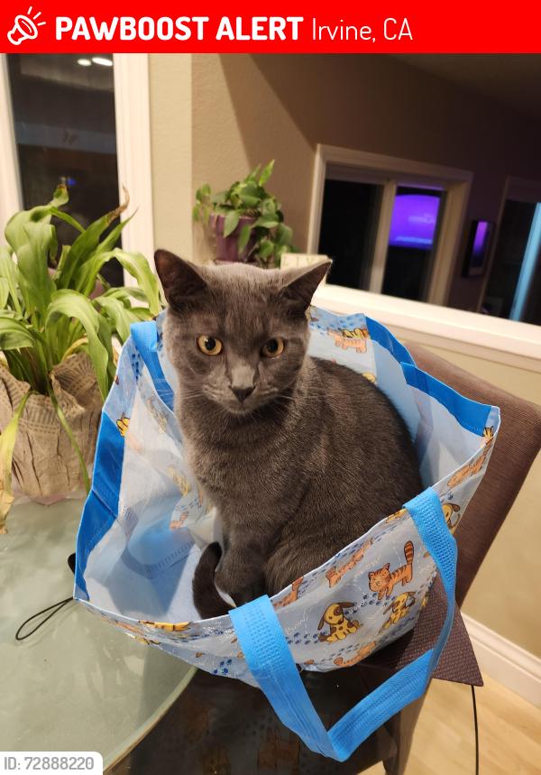 Lost Male Cat last seen Culver and Trabuco, Irvine, Irvine, CA 92620