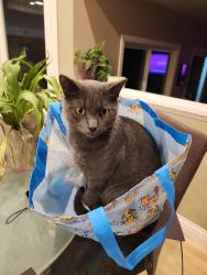 Lost Male Cat last seen Culver and Trabuco, Irvine, Irvine, CA 92620