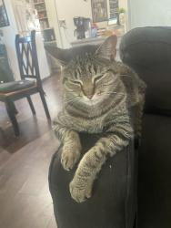 Lost Male Cat last seen Chapin Park, Oregon City, OR 97045