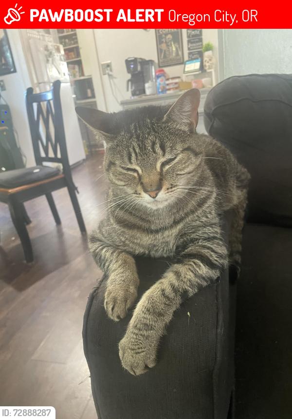 Lost Male Cat last seen Chapin Park, Oregon City, OR 97045
