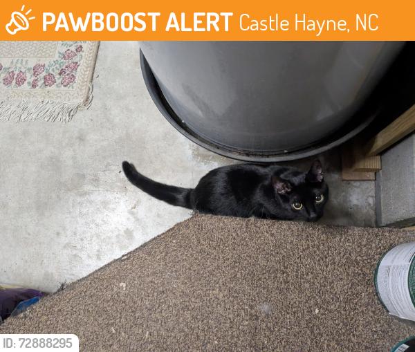 Found/Stray Unknown Cat last seen Sidbury Station, Castle Hayne, NC 28411