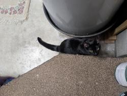 Found/Stray Unknown Cat last seen Sidbury Station, Castle Hayne, NC 28411