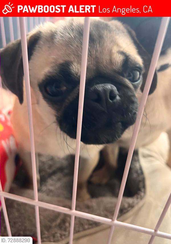 Lost Female Dog last seen Near Tujunga Ave North Hollywood, CA 91606, Los Angeles, CA 91606