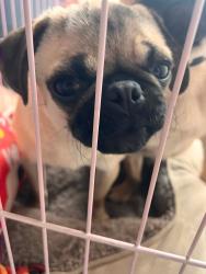 Lost Female Dog last seen Near Tujunga Ave North Hollywood, CA 91606, Los Angeles, CA 91606