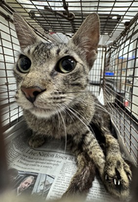 Shelter Stray Female Cat last seen , Los Angeles, CA 90025