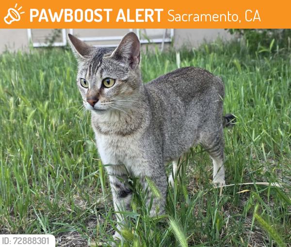 Found/Stray Female Cat last seen Center parkway and valley hi, Sacramento, CA 95823