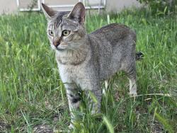 Found/Stray Female Cat last seen Center parkway and valley hi, Sacramento, CA 95823