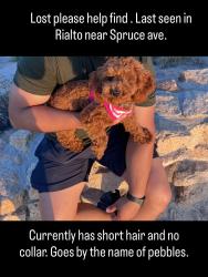 Lost Female Dog last seen Etiwanda, Rialto, CA 92376