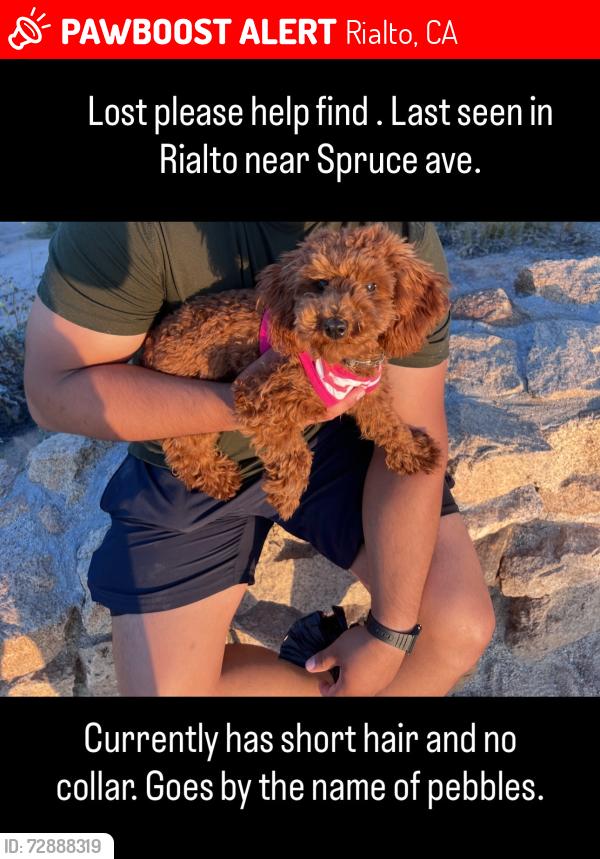 Lost Female Dog last seen Etiwanda, Rialto, CA 92376