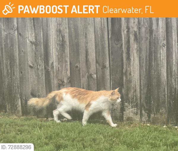Found/Stray Unknown Cat last seen Highland Street, Clearwater, FL 33756