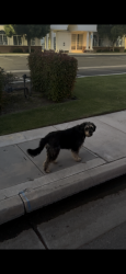 Found/Stray Unknown Dog last seen Paws and claws pet resort meany ave, Bakersfield, CA 93308