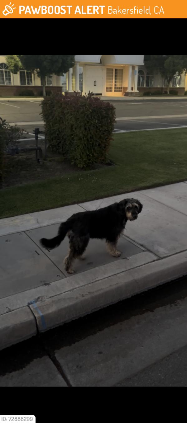 Found/Stray Unknown Dog last seen Paws and claws pet resort meany ave, Bakersfield, CA 93308