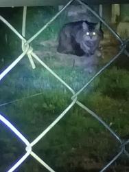 Found/Stray Unknown Cat last seen Joe Bond trail, Murfreesboro, TN 37129