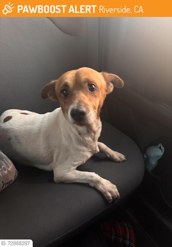 Found/Stray Male Dog last seen Rutland Park, Riverside, CA 92503