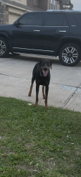 Found/Stray Female Dog last seen Roseglen Meadow Ln, Houston, TX 77085