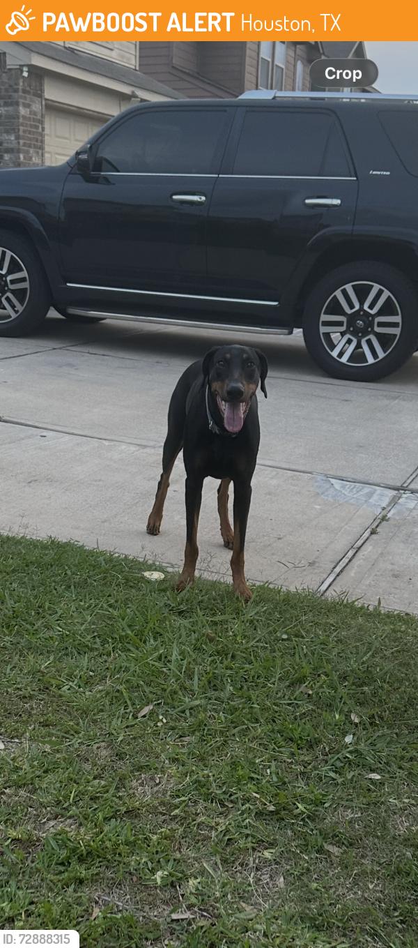 Found/Stray Female Dog last seen Roseglen Meadow Ln, Houston, TX 77085