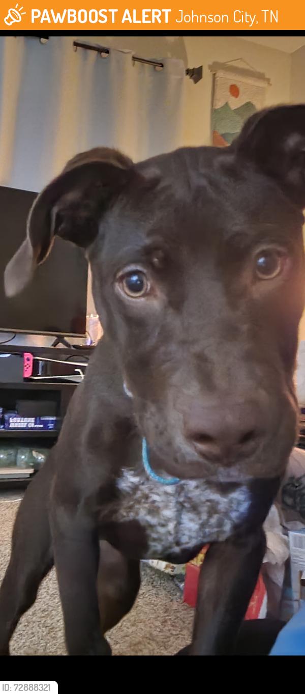 Found/Stray Female Dog last seen Lone Oak Drive , Johnson City, TN 37604
