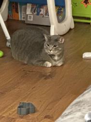 Reunited Male Cat last seen Hilltop ave and blatt, Bradley, IL 60915