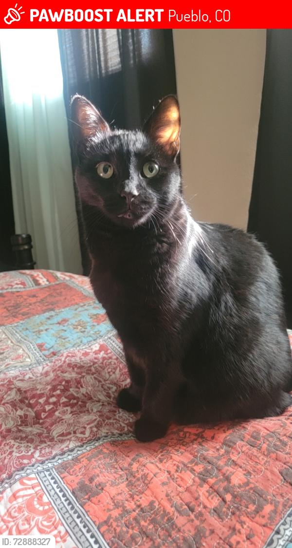 Lost Female Cat last seen Kickapoo Rd , Pueblo, CO 81001