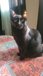 Lost Female Cat last seen Kickapoo Rd , Pueblo, CO 81001