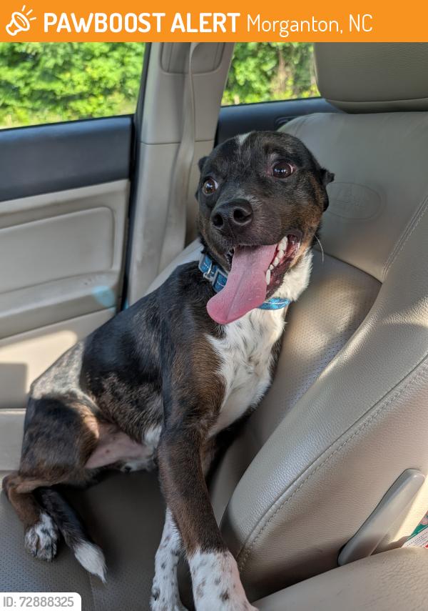 Found/Stray Male Dog last seen Near Old NC 18 at Parker Rd, Morganton, NC 28655