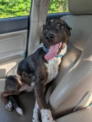Found/Stray Male Dog last seen Near Old NC 18 at Parker Rd, Morganton, NC 28655