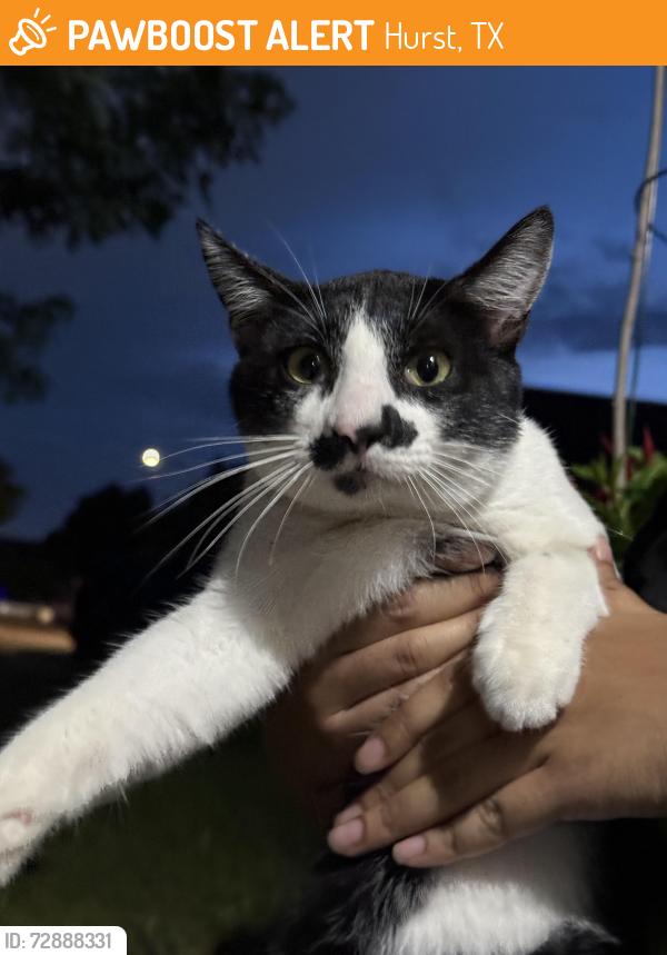Found/Stray Male Cat last seen trinity blvd near 820 ramp, Hurst, TX 76053