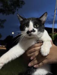 Found/Stray Male Cat last seen trinity blvd near 820 ramp, Hurst, TX 76053