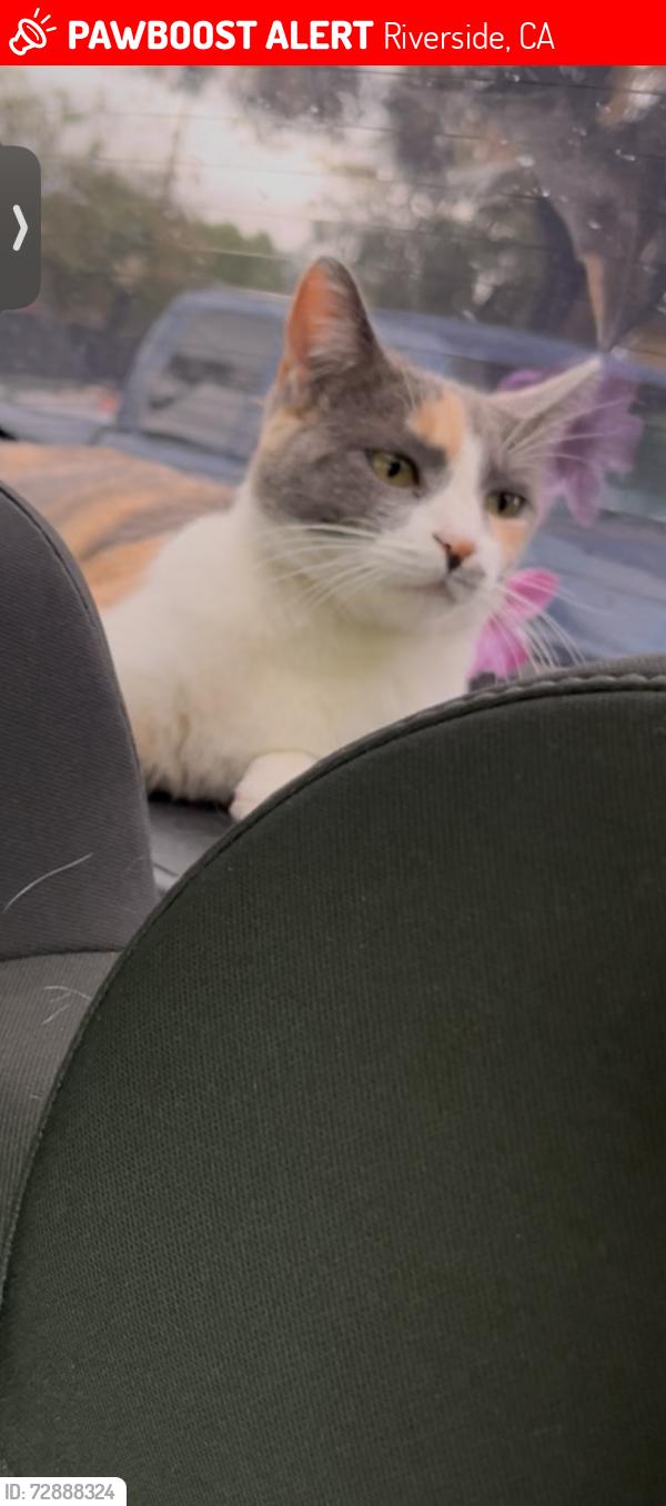 Lost Female Cat last seen MacArthur Rd Sage Ave Riverside ca, Riverside, CA 92503