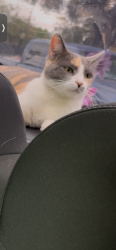 Lost Female Cat last seen MacArthur Rd Sage Ave Riverside ca, Riverside, CA 92503