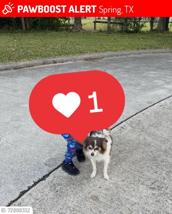 Lost Male Dog last seen Near hidden maple drive, Spring, TX 77373