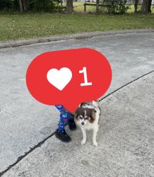 Lost Male Dog last seen Near hidden maple drive, Spring, TX 77373