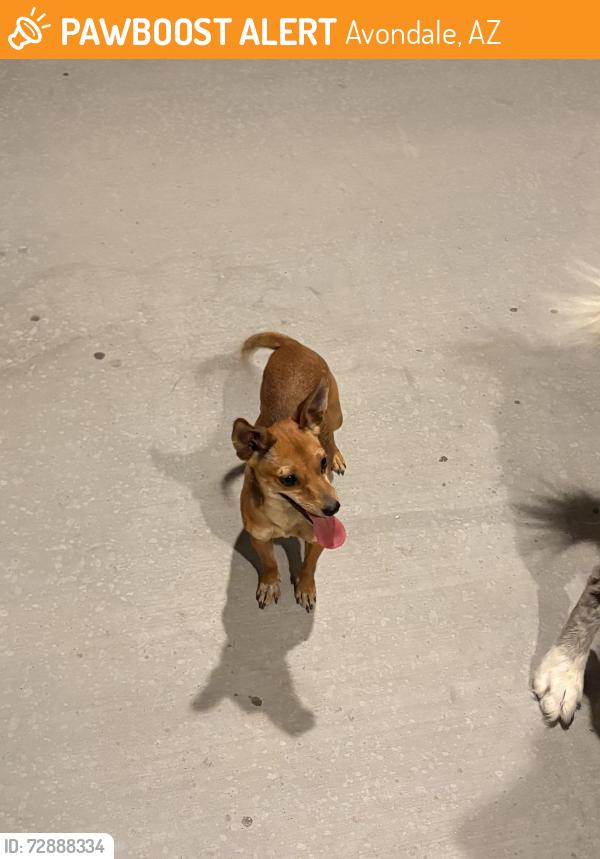 Found/Stray Female Dog last seen Verde trails, Avondale, AZ 85323