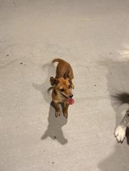 Found/Stray Female Dog last seen Verde trails, Avondale, AZ 85323