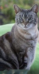 Lost Female Cat last seen Marguerite Parkway, between Vista del Lago and Alarcon , Mission Viejo, CA 92692