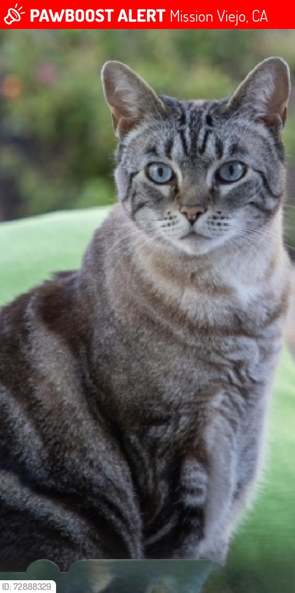 Lost Female Cat last seen Marguerite Parkway, between Vista del Lago and Alarcon , Mission Viejo, CA 92692