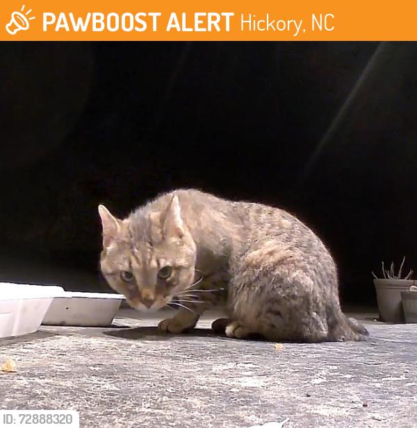 Found/Stray Unknown Cat last seen 20th street ct ne Hickory, NC 28601, Hickory, NC 28601