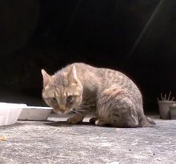 Found/Stray Unknown Cat last seen 20th street ct ne Hickory, NC 28601, Hickory, NC 28601