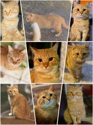 Lost Male Cat last seen Trenton Rd, 77093, Houston Texas/little york located near a boxing gym., Houston, TX 77093