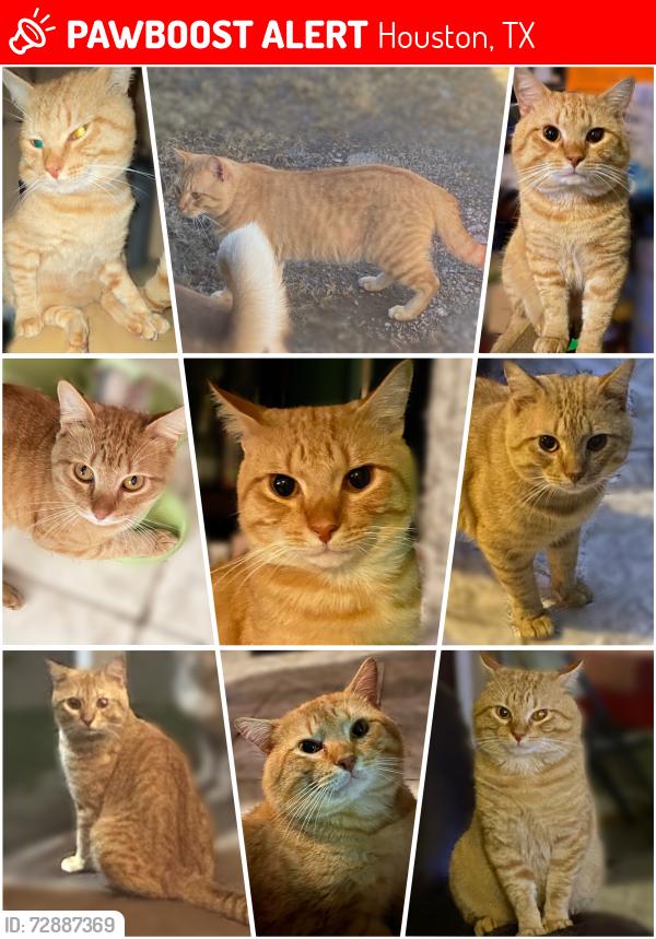Lost Male Cat last seen Trenton Rd, 77093, Houston Texas/little york located near a boxing gym., Houston, TX 77093