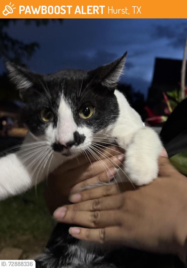 Found/Stray Male Cat last seen Lakes of River Trails, Hurst, TX 76053