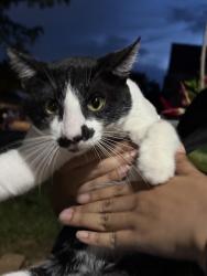 Found/Stray Male Cat last seen Lakes of River Trails, Hurst, TX 76053
