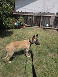 Found/Stray Male Dog last seen Pumalo ave, NE - Sterling, CA 92404