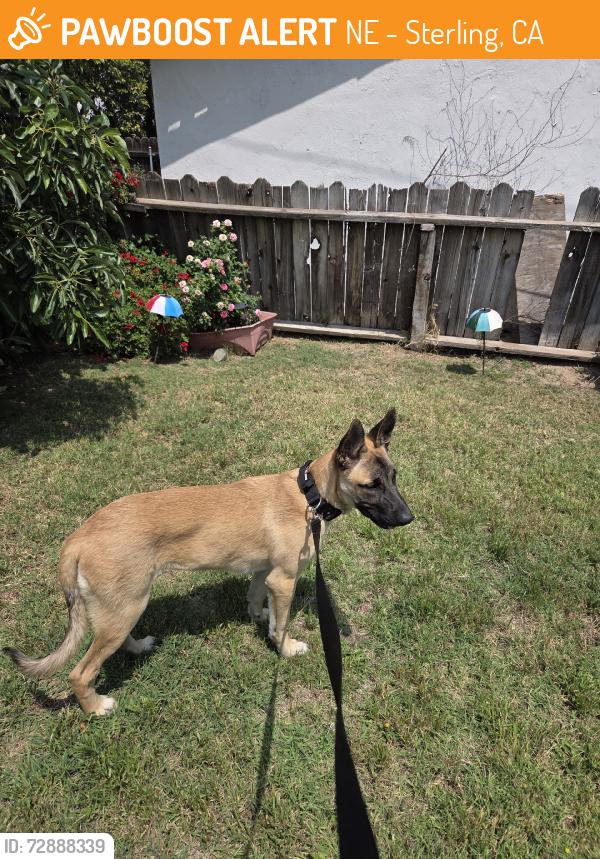 Found/Stray Male Dog last seen Pumalo ave, NE - Sterling, CA 92404