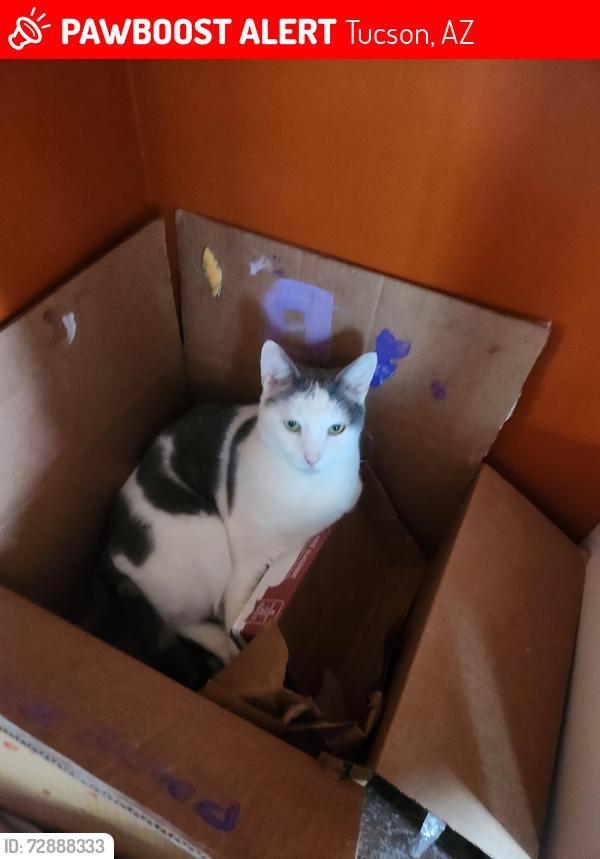 Lost Male Cat last seen Camino Luz anf Campbell. Near River and Campbell, Tucson, AZ 85718