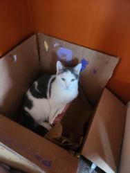 Lost Male Cat last seen Camino Luz anf Campbell. Near River and Campbell, Tucson, AZ 85718